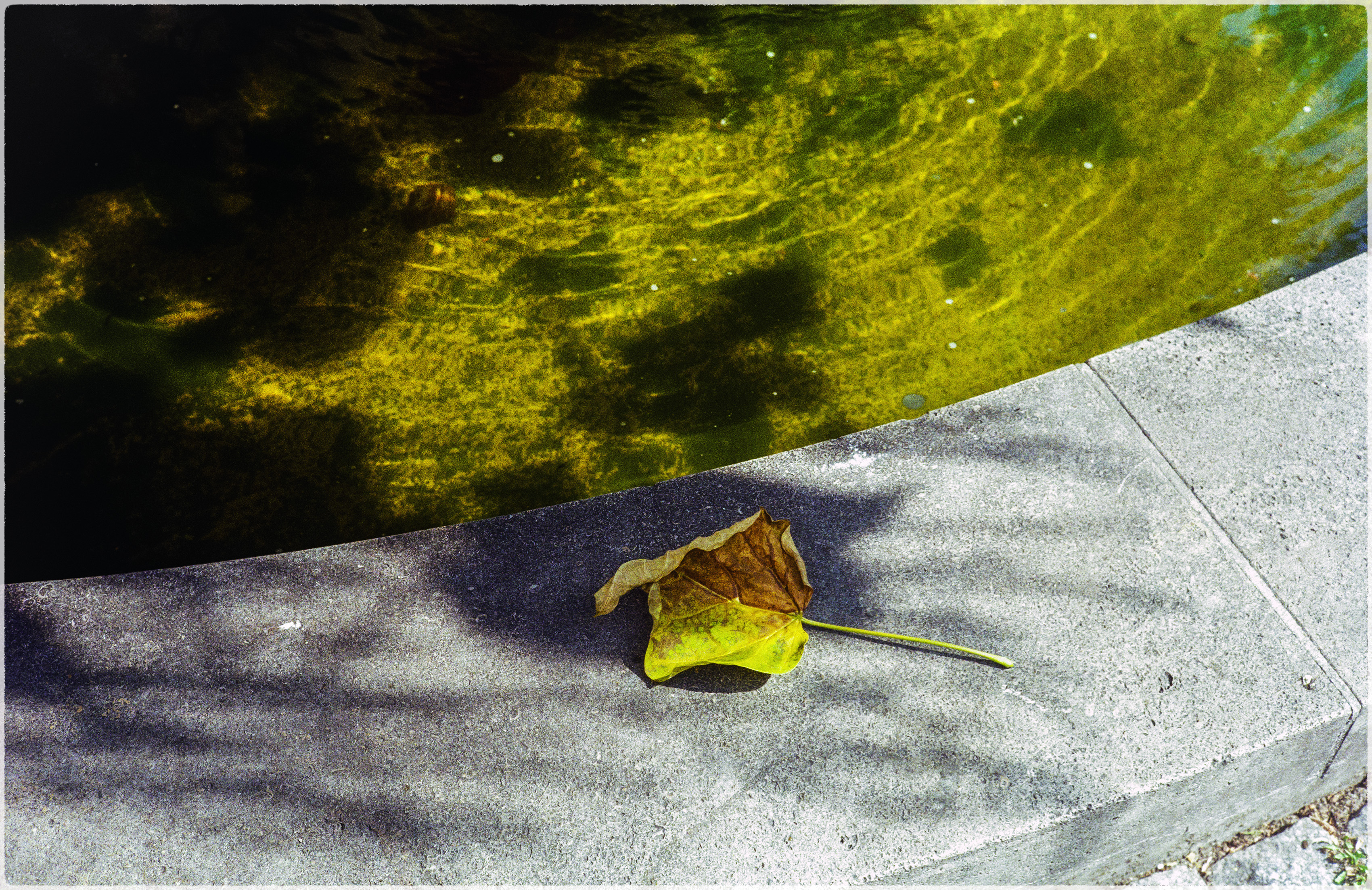 herbstlich Koeln 20.08.2025